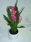 Pink Calla Lily Blooming Live Plant 4.5 ceramic pot