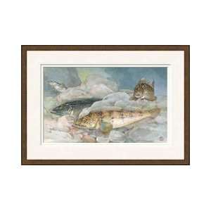 Ling Codfish Change Color To Fit Its Surroundings Framed Giclee Print 