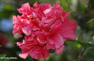 Hibiscus mutabilis   Confederate Rose   15 seeds  