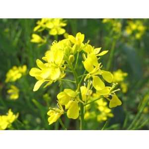  100 Heirloom Yellow Mustard Seeds 