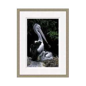 Australian Pelican Framed Giclee Print 