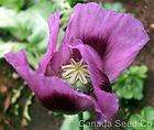 PAPAVER SOMNIFERUM * Organic Poppy Seeds * PERSIAN BLUE * Purple 