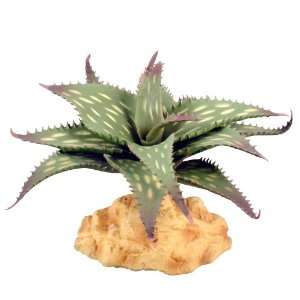  Zilla Desert Plant   Aloe 4