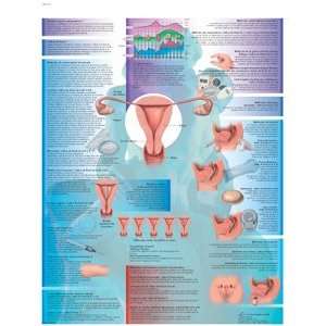 Glossy Paper Anticoncepcion Anatomical (Birth Control Anatomical Chart 