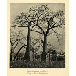  Print Boab Boabab Tree Species Madagascar Dendrology Natural History 