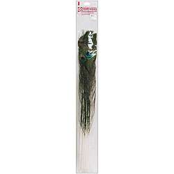 Peacock Eye Natural Feathers (Pack of 12)  Overstock