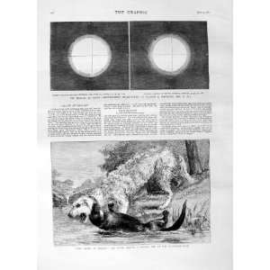  1875 VENUS ASTRONOMY HONOLULU OTTER HOUND ULVERSTON