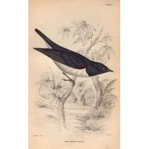  Jardine 1840 Antique Print of the White Bodied Grackle 