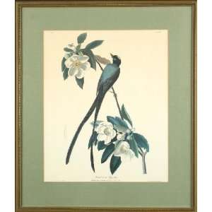   Forked tailed Flycatcher   Print   R. Havell   27x23: Home & Kitchen