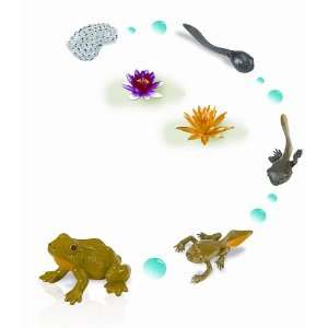  Safari Safariology Life Cycle Figures, in Frog Toys 