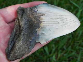 75b Megalodon Fossil Shark Tooth MIOCENE WHALE KILLER!  