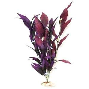  African Sword Plant with Flowers in Plum Size Large (1 H 