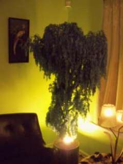   BLUE Plastic Weeping Willow Tree Floor Lamp with FREE ship  