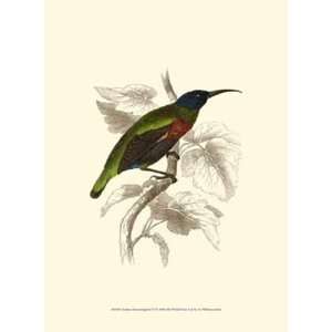  Jardine Hummingbird IV by Sir William Jardine 10x13