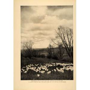  1906 Article Crocus Lawn Bulb Garden Lawn Plant Sky Flower 