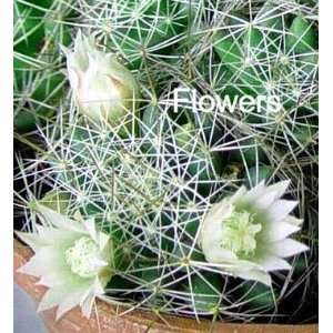  Birds Nest Cactus Mammillaria camptotricha White Bloom 