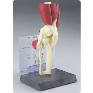  Muscled Knee Joint Model