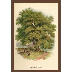  Walnut Tree 24X36 Giclee Paper