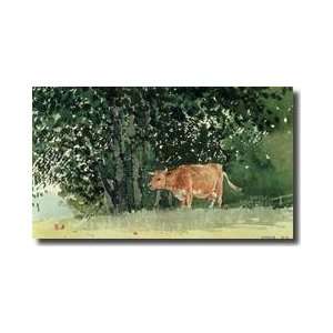 Cow In Pasture 1878 Giclee Print 