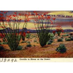   CA   Ocotillo in Bloom on the Desert. 3BH92 1940 1949