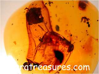 A101 DR1325 Rare Cricket in Amber Flow Dominican Amber  