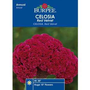 Burpee Celosia Red Velvet Seed 47100  