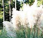 Foilage Ornamental White Pampas Grass  Cortaderia Potted Plant