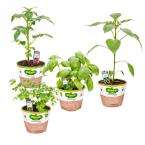 Bonnie Plants Organic 5 in. Garden Starter One (4 Plants)