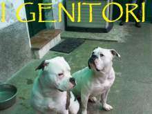 American Bulldog Annunci per Cani   Cuccioli e cani in tutta Italia in 
