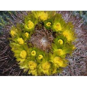 Detail of Blooming Yellow Flowers of Barrel Cactus Plant (Ferocactus 