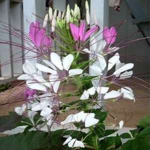  SPIDER FLOWER   CLEOME   QUEEN MIX 500+ seeds Patio, Lawn 