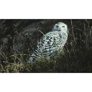  Alan Hunt   Arctic Knight   Snowy Owl