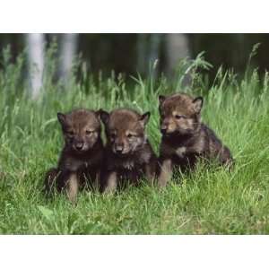  Gray Wolf Pups (Canis Lupus), 27 Days Old, in Captivity 