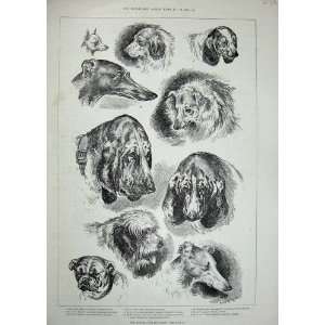   1888 Kennel Club Dog Show Louis Wain Collie Wolfhound