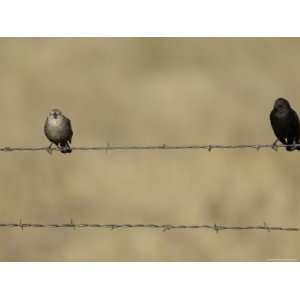  Brown Headed Cowbirds Perch on a Barbed Wire Fence in 