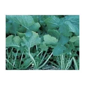   Seeds   Seven Top Turnip Seed   7g Seed Packet Patio, Lawn & Garden