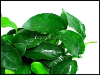 Anubias barteri Wrinkled leaf @ Live Aquarium Plant  