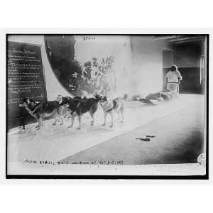  Photo Peary Exhibit of dogs and sled, Amn Museum of 
