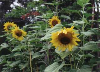 SUNFLOWER Velvet Queen ~ Burgundy Petals 50 Seeds  