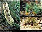 xanthorrhoea nana dwarf grass tree seeds n 355 returns not