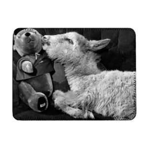 A lamb with a teddy bear in 1966   iPad Cover (Protective 