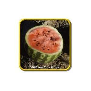 Crimson Sweet   Watermelon Seeds   Jumbo Seed Packet (40 