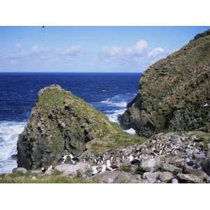 Black Browed Albatross and Rockhopper Penguins, Westpoint Island 